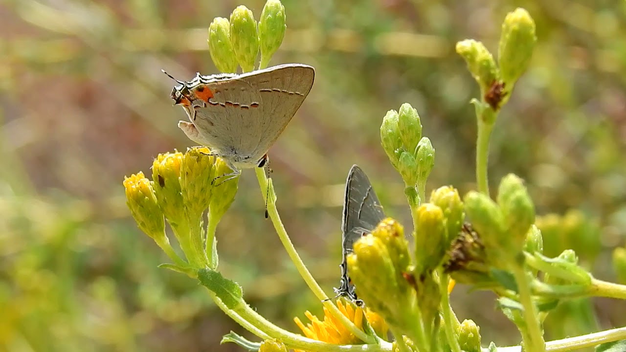 Gray hairstreak butterfly (Strymon melinus)