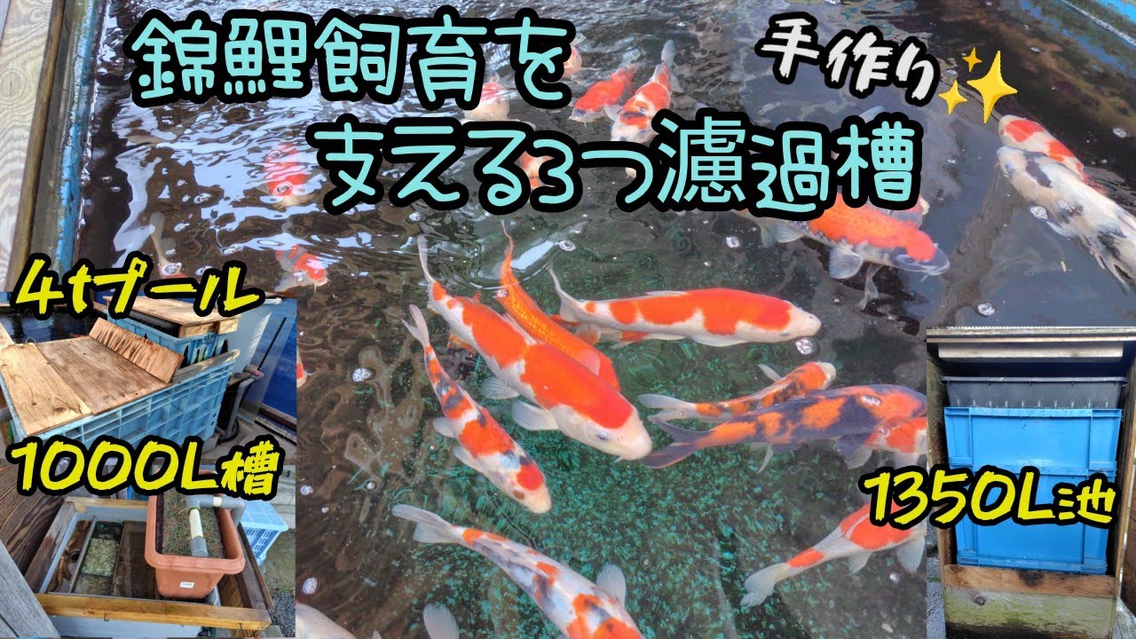 2026年5月下旬 錦鯉飼育を支える自作濾過槽 - YouTube