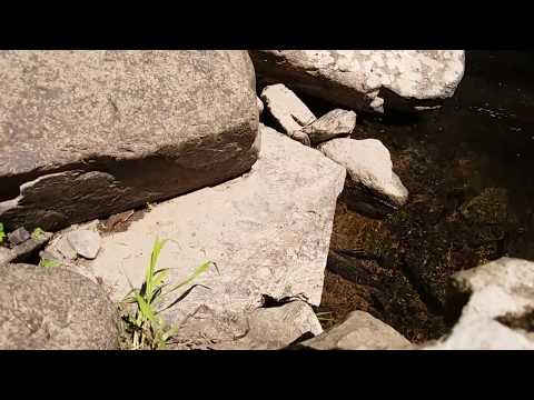 organic ASMR🕸 spider rock by the creek