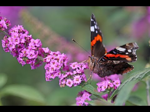 Vidéo: Butterfly Bush Care - Comment prendre soin d'un arbre à papillons