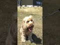 ‘Our vet bills are astronomical’: Dog owners' grass seed fury as park ‘left to grow wild’