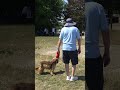 ‘Our vet bills are astronomical’: Dog owners' grass seed fury as park ‘left to grow wild’