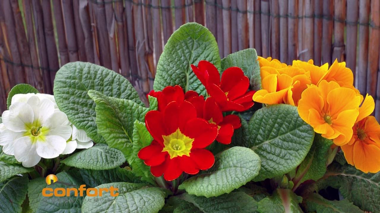 VIVERO ALEGRÍA - Prímulas