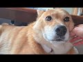 キュルキュルなオイヌ様(雑種犬)