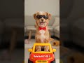 How My Dog Wake up #animation #viral