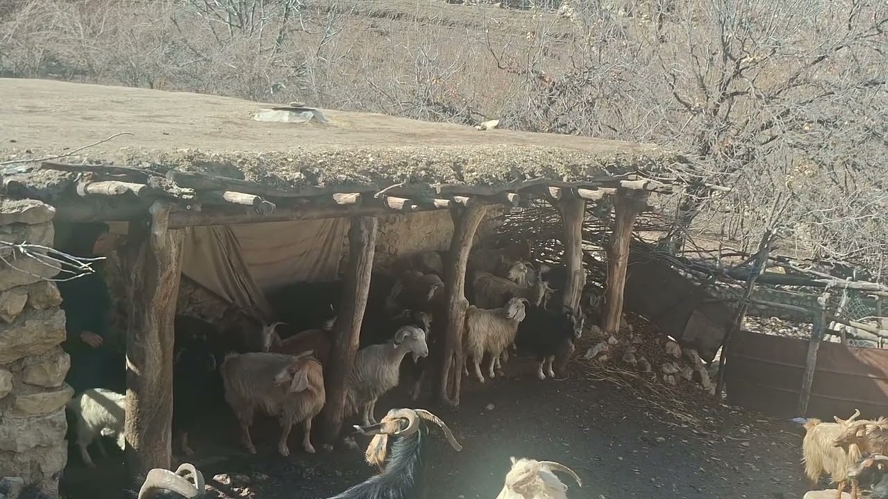 Snow, Cold & Survival | The Real Nomadic Life