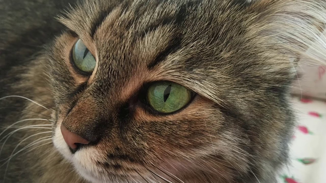 кошара. три кошары. три кота три гопа. кошары картинки. кошары (лиманский район).