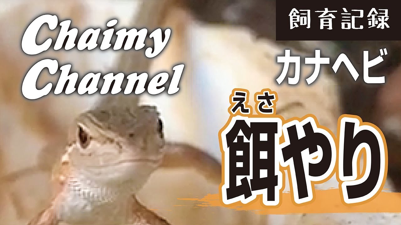 カナヘビの捕まえ方 Youtube