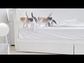 【さばちゃん36】ストーカーされてます