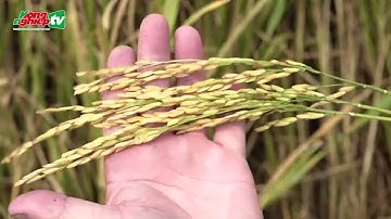 Công nghệ tưới tiết kiệm nước cho cây lúa ở ĐBSCL