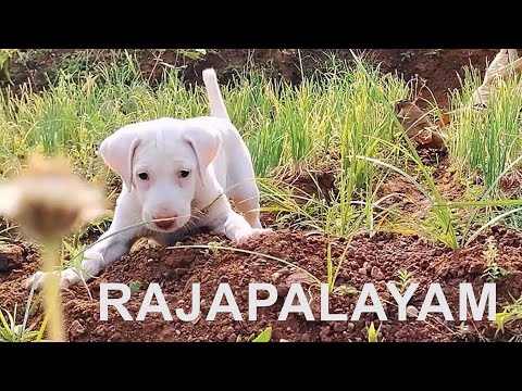 Prepare Your Home For Rajapalayam Puppy