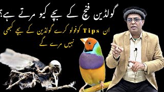 Why Gouldian Finch Chicks Expire|| Tips for Gouldian Chicks Survival | Gouldian Chicks expiry reason