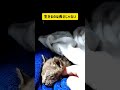 ちぃちぃは今日も病院🏥2025/12/15