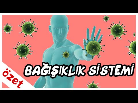 Bağışıklık Sistemi Özet / AYT Biyoloji