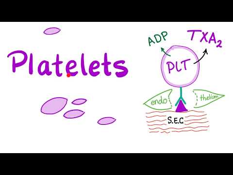 پلیٹلیٹس (تھرومبوسائٹس) | خلیے کے وہ ٹکڑے جن میں نیوکلئس کی کمی ہے۔