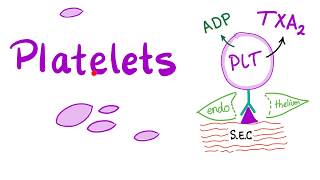 Platelets (Thrombocytes) | The Cell Pieces That Lack Nucleus