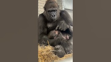Gorilla Becomes First-Time Mom at Cincinnati Zoo