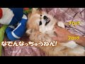 すぐキレるポメラニアン43 お父さんとコタの戦いが幕を下ろす!?