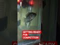 our kid is getting ready for competition #fish #oscarnominee #ytshorts #aquarium