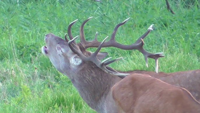 Ein röhrender Hirsch 