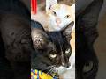 Amazing Tiny Kitten Video of 2026  #cat #kitten #shorts #shortvideo #short