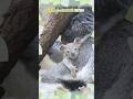 【東山動植物園公式】りんとスカイの赤ちゃん(2026.7.14撮影)《 コアラ 》 #コアラの赤ちゃん #動物の赤ちゃん #short #癒し #animals #動物