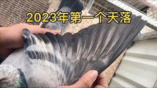 【小悠赛鸽】192期：2023第一只天落麒麟花入棚，来自厦门飞乐杯
