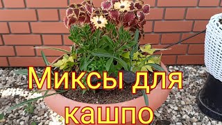 #Миксы для кашпо#петунии