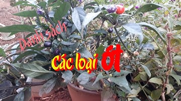 Danh sách các loại ớt - Hoa cảnh Đô Xu