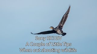 Sony Rx10iv  A couple of tips for Shooting wildlife