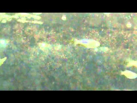 Speedy Orange newly hatched danios