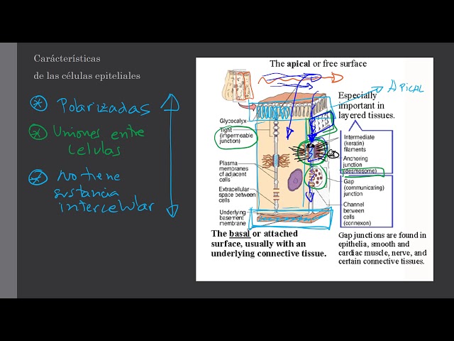 examen+de+orina+celulas+epiteliales+escasas