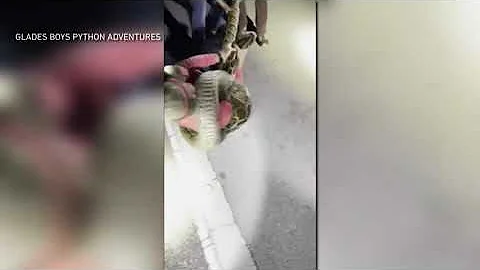 Video of the Day: Man wrestles giant python