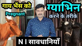 गाय भैंस को गाभिन कैसे करें/ भैंस गाय को गाभिन करने का तरीका buffalo cow ko pregnant kaise kiya jata