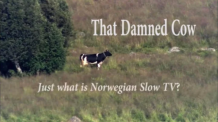 That Damned Cow - Just what is Norwegian Slow TV?