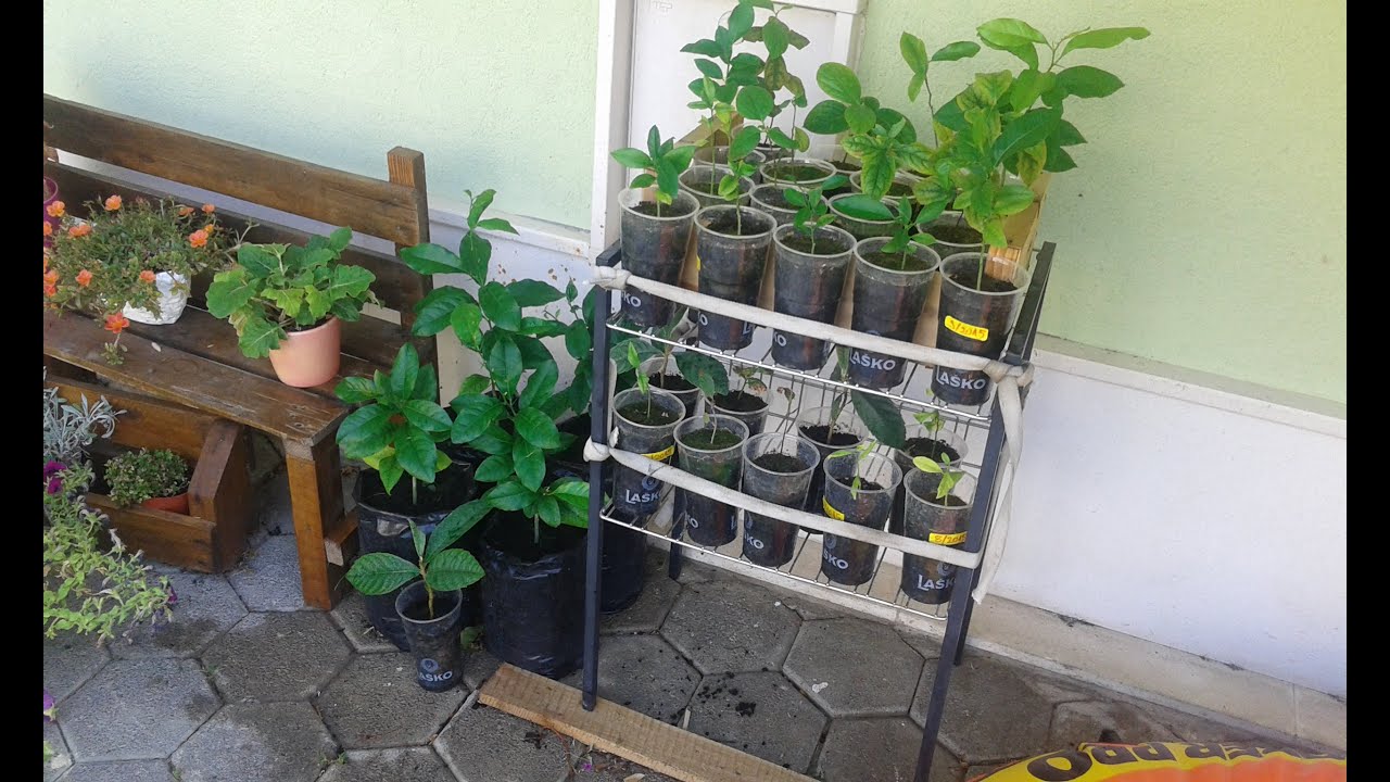 How to grow a lemon/orange tree at home (Of seed to ready for graft