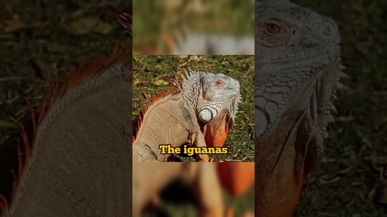 Day 68 75 Top10 Dangerous Lizards Lizard 75hardchallenge Facts Shorts