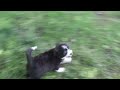 Mini Australian Shepherd Mix Puppies For Sale