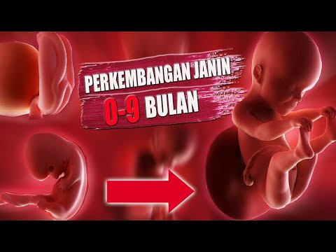 Video: Seperti Apa Bayi Di Dalam Rahim