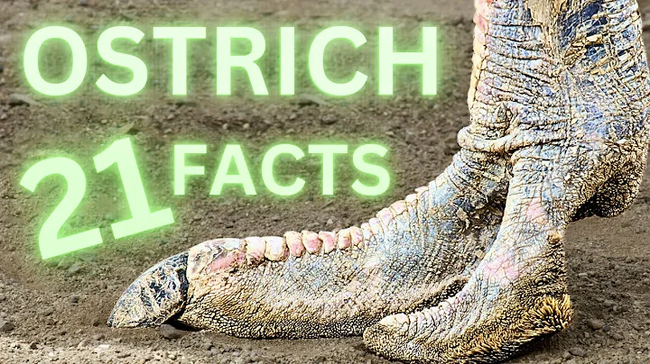 The Worlds Largest Bird: 21 Awesome Facts about the Ostrich - DayDayNews