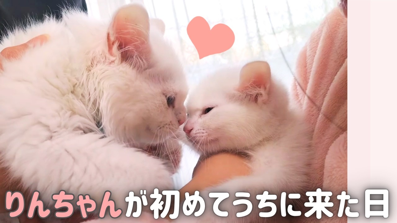 Первая встреча котят-братьев и сестер ♡ День, когда Рин-чан впервые появился в нашем доме 🐱