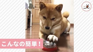 成功した時と失敗した時のワンコの顔に注目！ 【PECO TV】