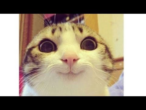 SMILING CATS - Funny Cats Compilation