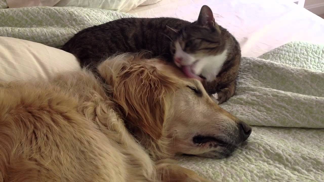 cat goldie being groomed