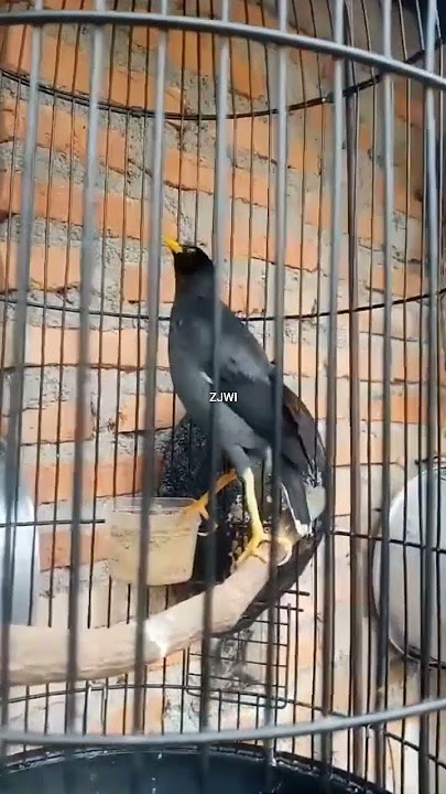 Melatih Setiap Hari Jalak Kebo Ngomong Assalamualaikum Bapak #kicaumania #parrot #birds #gagakhitam