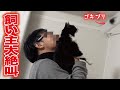 ゴキブリが出た時の温度差が激しすぎる飼い主と猫