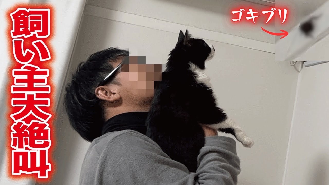 ゴキブリが出た時の温度差が激しすぎる飼い主と猫