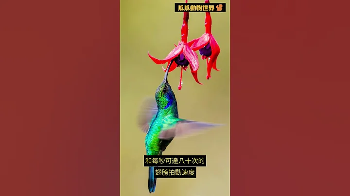 惊人飞行艺术：令人着迷的蜂鸟 - 天天要闻
