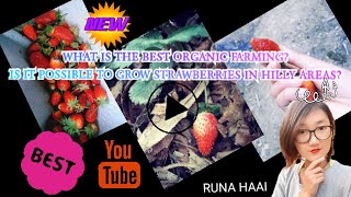 How to Grow Strawberry Organically at Home | Farming in Hilly Areas | Grow Strawberry in Arunachal