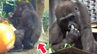 No need to imitate!(lol) KINTARO took out his poop just like Mom GENKI.🅷🅾🆃【KyotoZoo,Gorilla